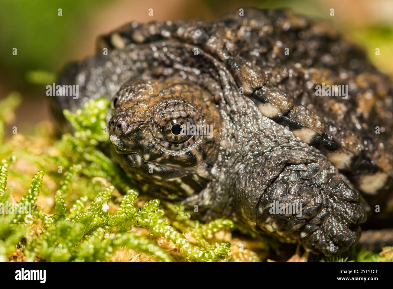 Gemeinsame Schnappschildkröte Hatchling - Chelydra serpentina Stockfoto