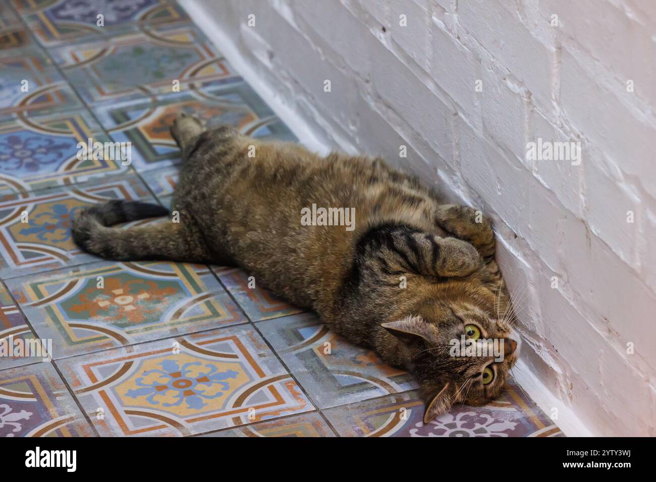 Lustige Tabbykatze, die sich auf einem wunderschön gemusterten Fliesenboden entspannt und Ruhe und Gemütlichkeit in einer ruhigen Innenumgebung ausstrahlt. Perfekt für Tierliebhaber und zu Hause Stockfoto