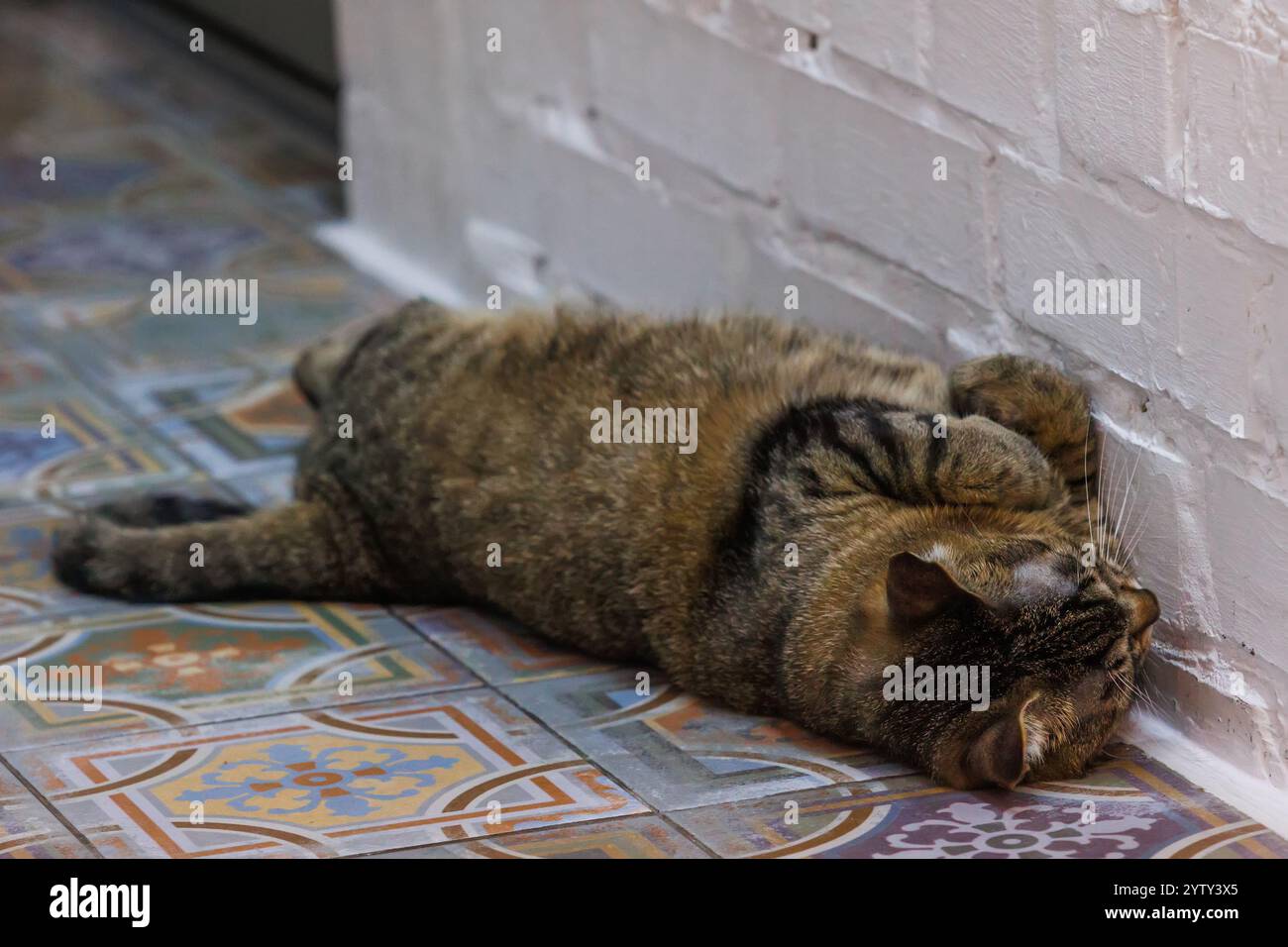 Lustige Tabbykatze, die sich auf einem wunderschön gemusterten Fliesenboden entspannt und Ruhe und Gemütlichkeit in einer ruhigen Innenumgebung ausstrahlt. Perfekt für Tierliebhaber und zu Hause Stockfoto
