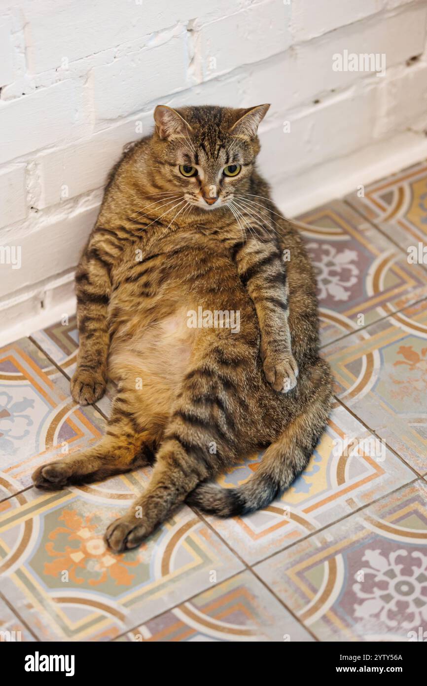 Lustige Tabbykatze, die sich auf einem wunderschön gemusterten Fliesenboden entspannt und Ruhe und Gemütlichkeit in einer ruhigen Innenumgebung ausstrahlt. Perfekt für Tierliebhaber und zu Hause Stockfoto