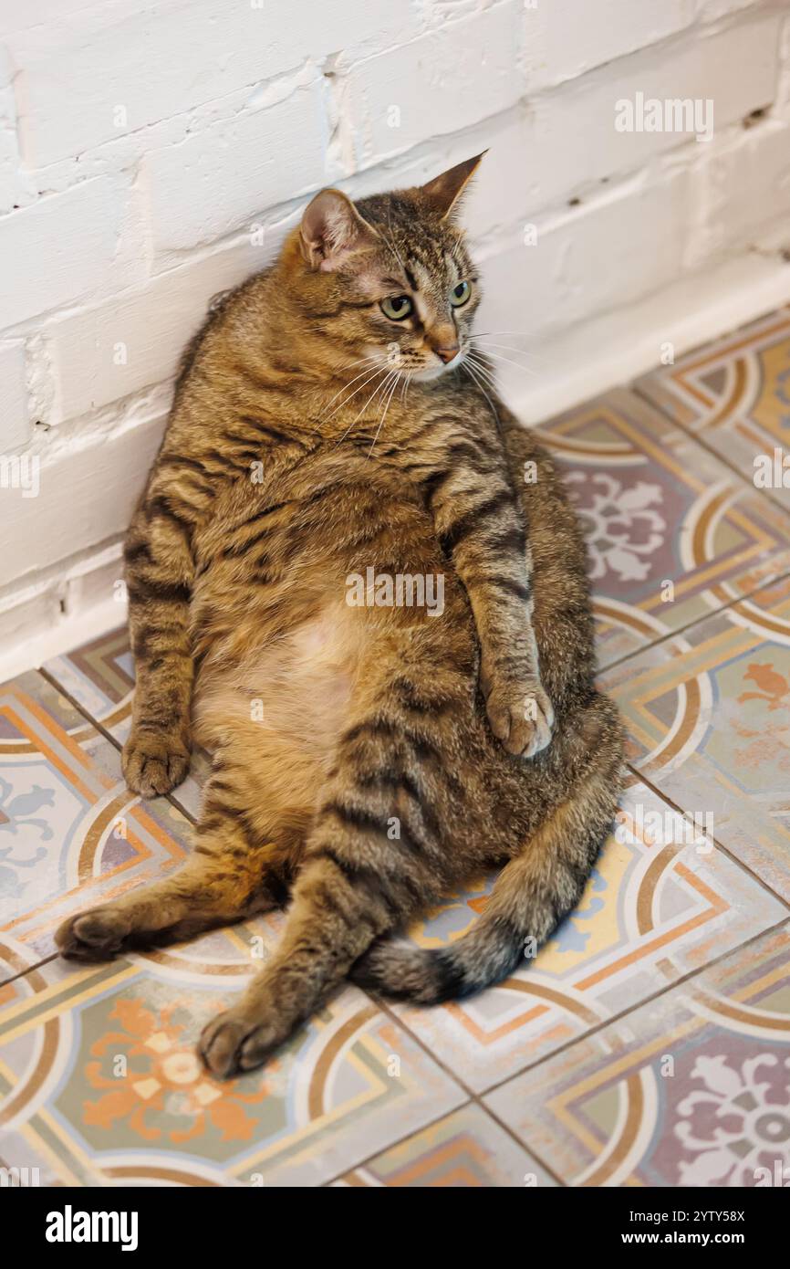 Lustige Tabbykatze, die sich auf einem wunderschön gemusterten Fliesenboden entspannt und Ruhe und Gemütlichkeit in einer ruhigen Innenumgebung ausstrahlt. Perfekt für Tierliebhaber und zu Hause Stockfoto