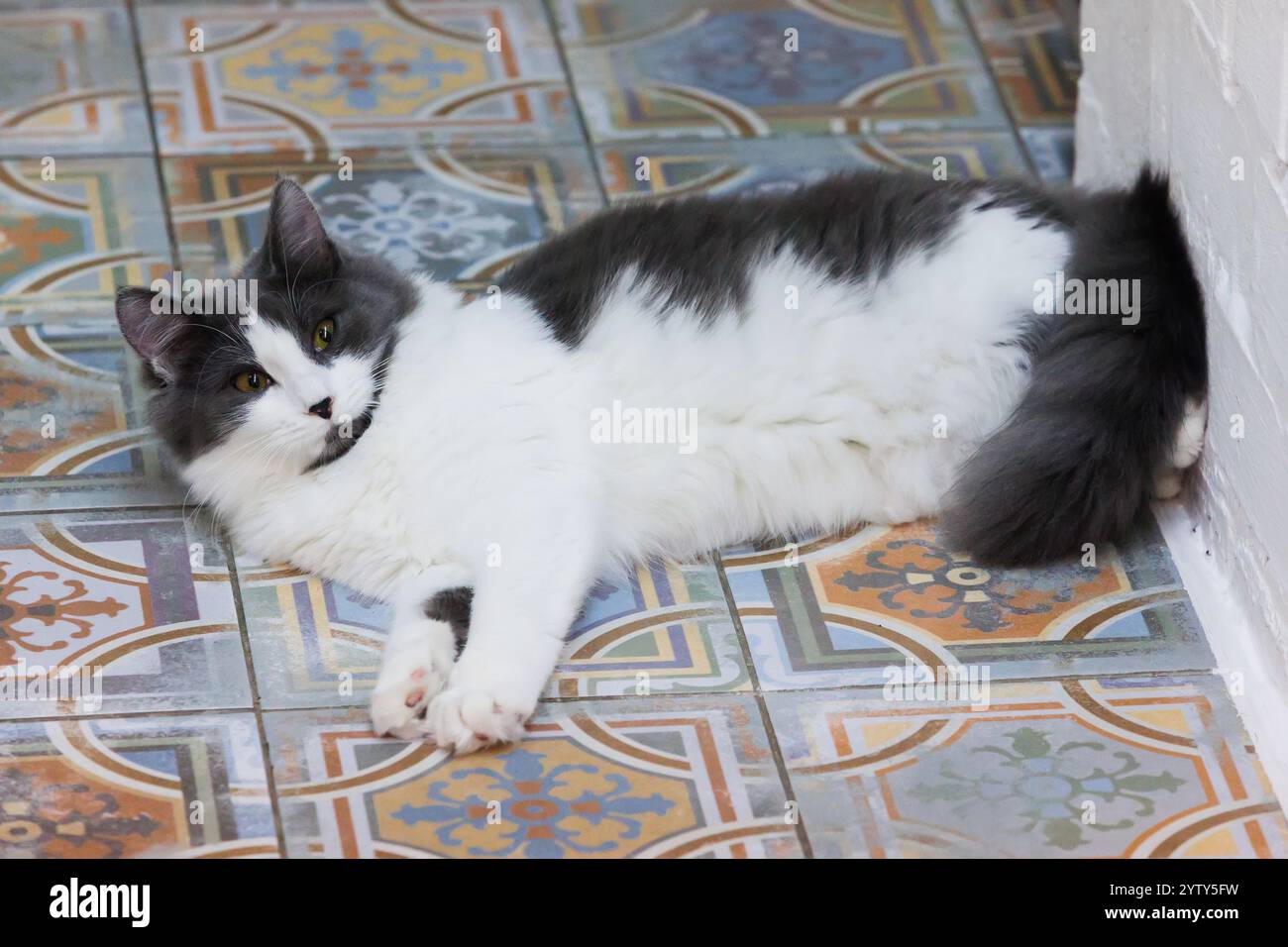 Gemütliche, flauschige schwarz-weiße Katze, die sich auf einem wunderschön gemusterten Fliesenboden entspannt und einen ruhigen und eleganten Moment im Innenbereich festgehalten hat, perfekt für die Inneneinrichtung Stockfoto