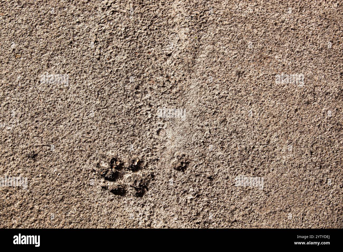 Betonasphalt mit Hundepfoten-Druck. Textur. Hintergrund für Notizen. Banner Stockfoto