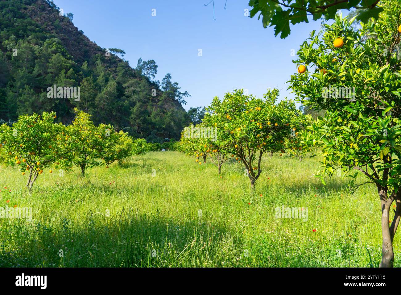 Ein Zitrushain in der Natur, die grüne Oase der Orangenbäume, Zitrusgarten Stockfoto