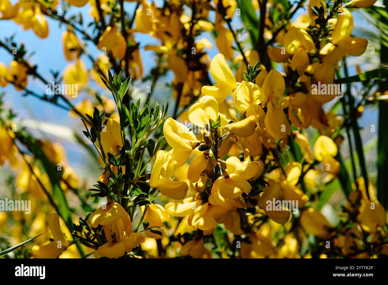 Cytisus scoparius, der Ginster oder Scotch Besen, ist ein sommerlicher Leguminosenstrauch Stockfoto