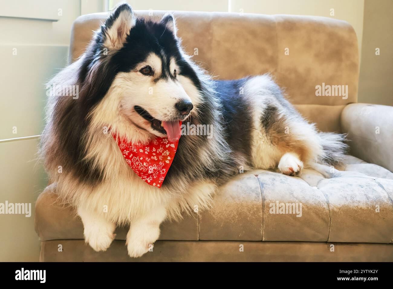 Wunderschöner sibirischer Husky, der auf einer Couch relaxt Stockfoto