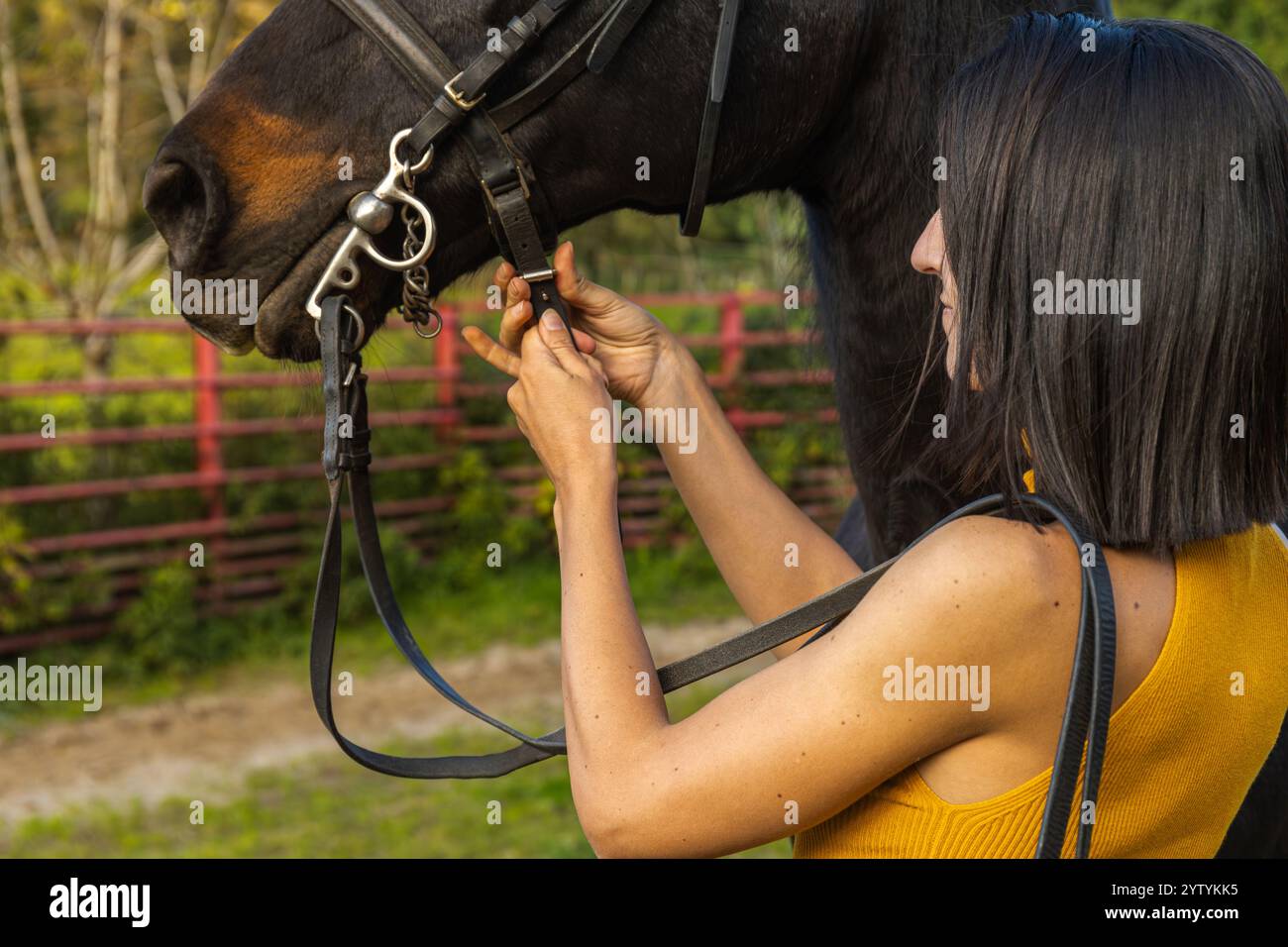Nahaufnahme einer Frau, die den Zaumgurt an einem schwarzen Pferd in einer Ranch-Umgebung befestigt, um die Liebe zum Detail und die Vorbereitung auf das Reiten oder den Zug zum Ausdruck zu bringen Stockfoto