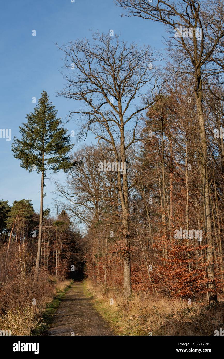 herbstzeit in weseke westfalen Stockfoto