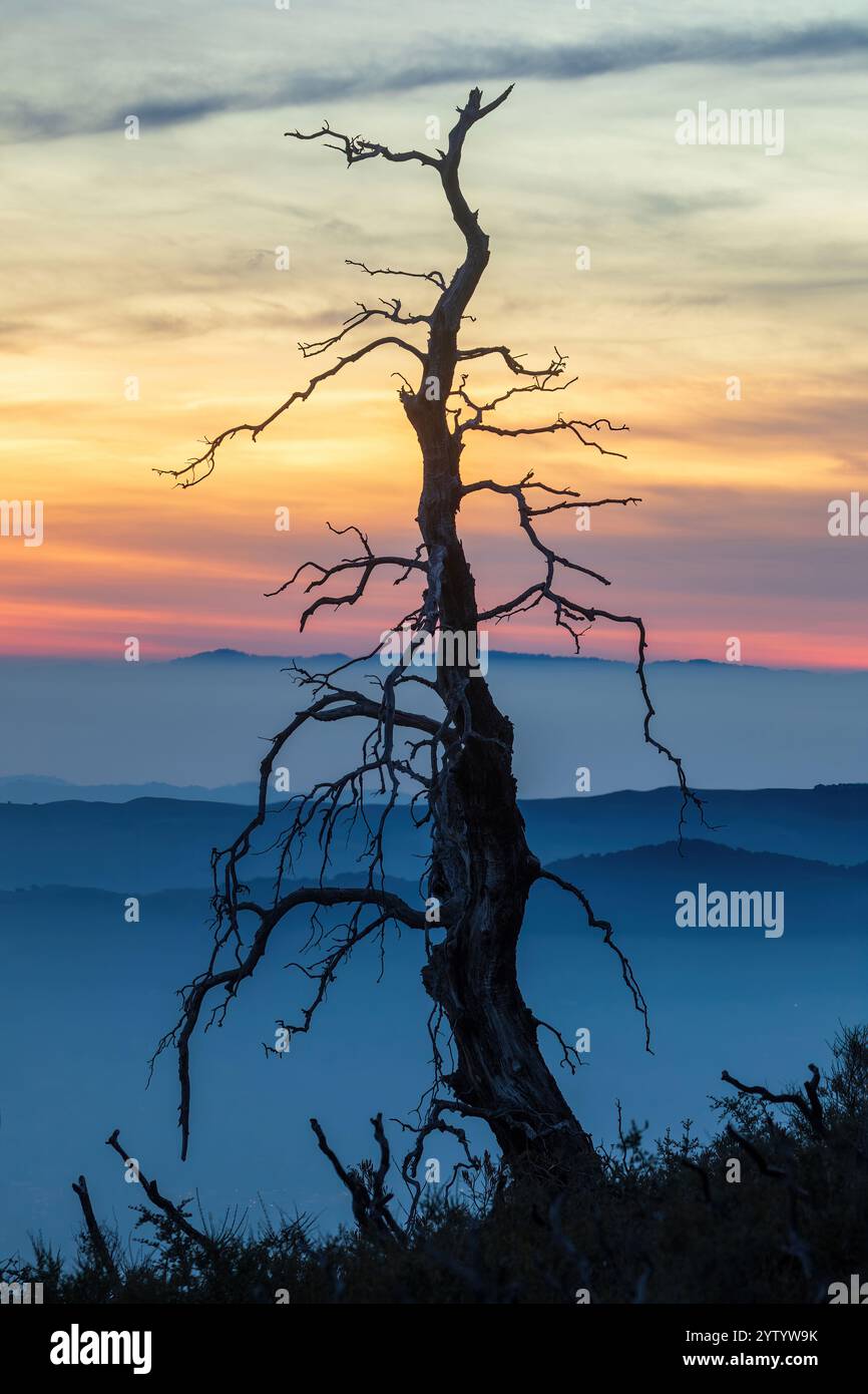 Wildfire Tree Silhouette mit Hazy Twilight Hintergrund in der Nähe des Mt. Diablo Gipfels. Mt Diablo State Park, Contra Costa County, Kalifornien. Stockfoto