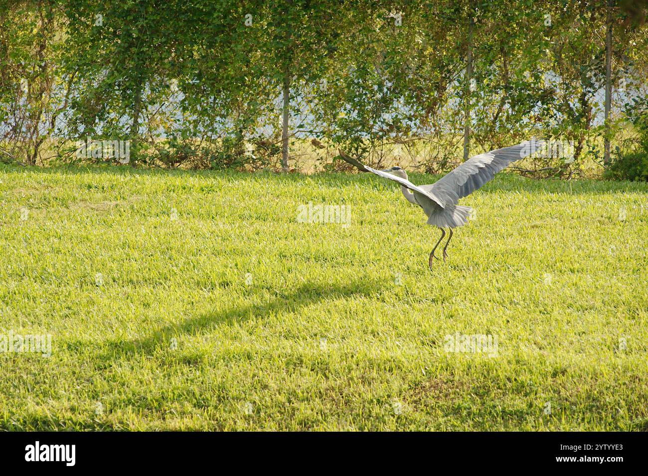 Isolierte blaue Reiher-Flügel breiten sich auf spitzen Zehen aus, die an einem sonnigen Tag nahe Sonnenuntergang von rechts nach links über grünes Gras laufen. Maschendrahtzaun hinten. Stockfoto