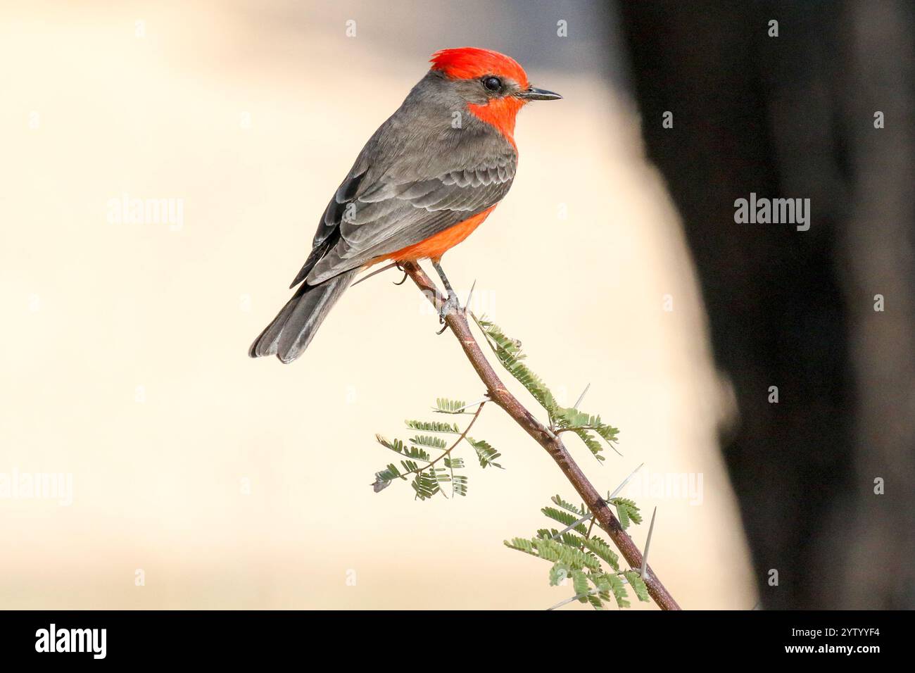 Vermilion Flycatcher auf einem Baumzweig Stockfoto