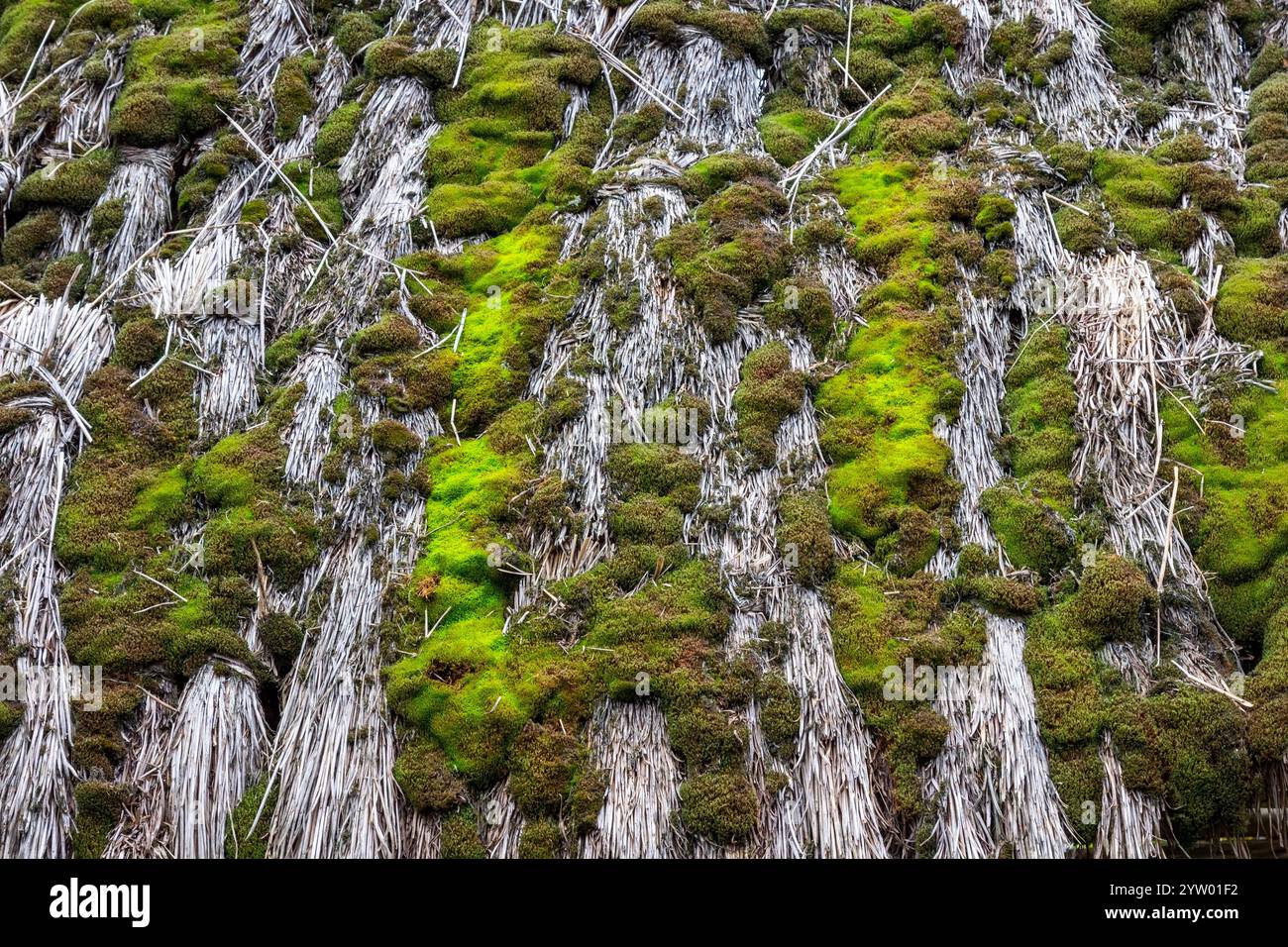 Natürlicher Hintergrund. Grünes Moos auf altem Stroh. Stockfoto