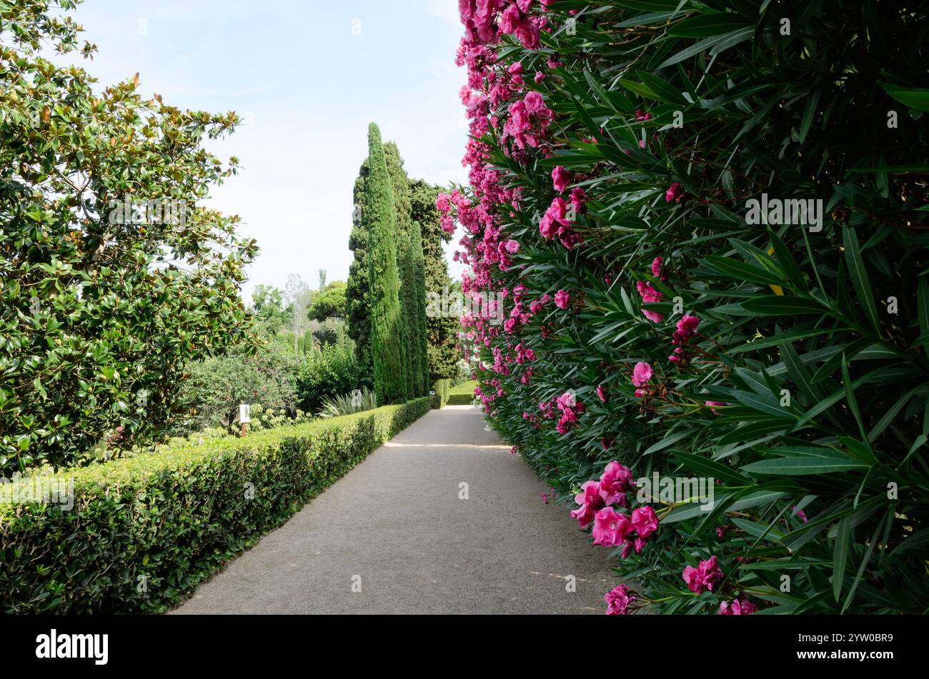 Ein ruhiger Gartenweg mit leuchtenden rosa Blumen und üppigem Grün lädt zu einem friedlichen Spaziergang ein. Kopierbereich. Stockfoto