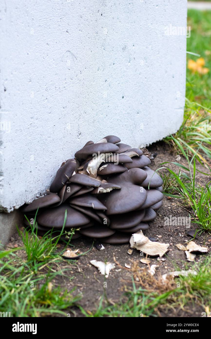 Es gibt einen auffälligen Haufen verschiedener Pilze auf dem Boden, der sich direkt neben einer robusten Betonsäule befindet Stockfoto