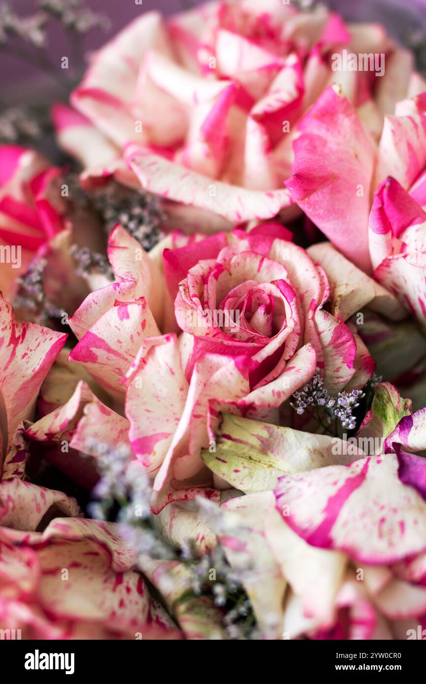 Dieses Bild zeigt eine atemberaubende Nahaufnahme eines wunderschön gestalteten Straußes mit zarten rosa und unberührten weißen Rosen Stockfoto