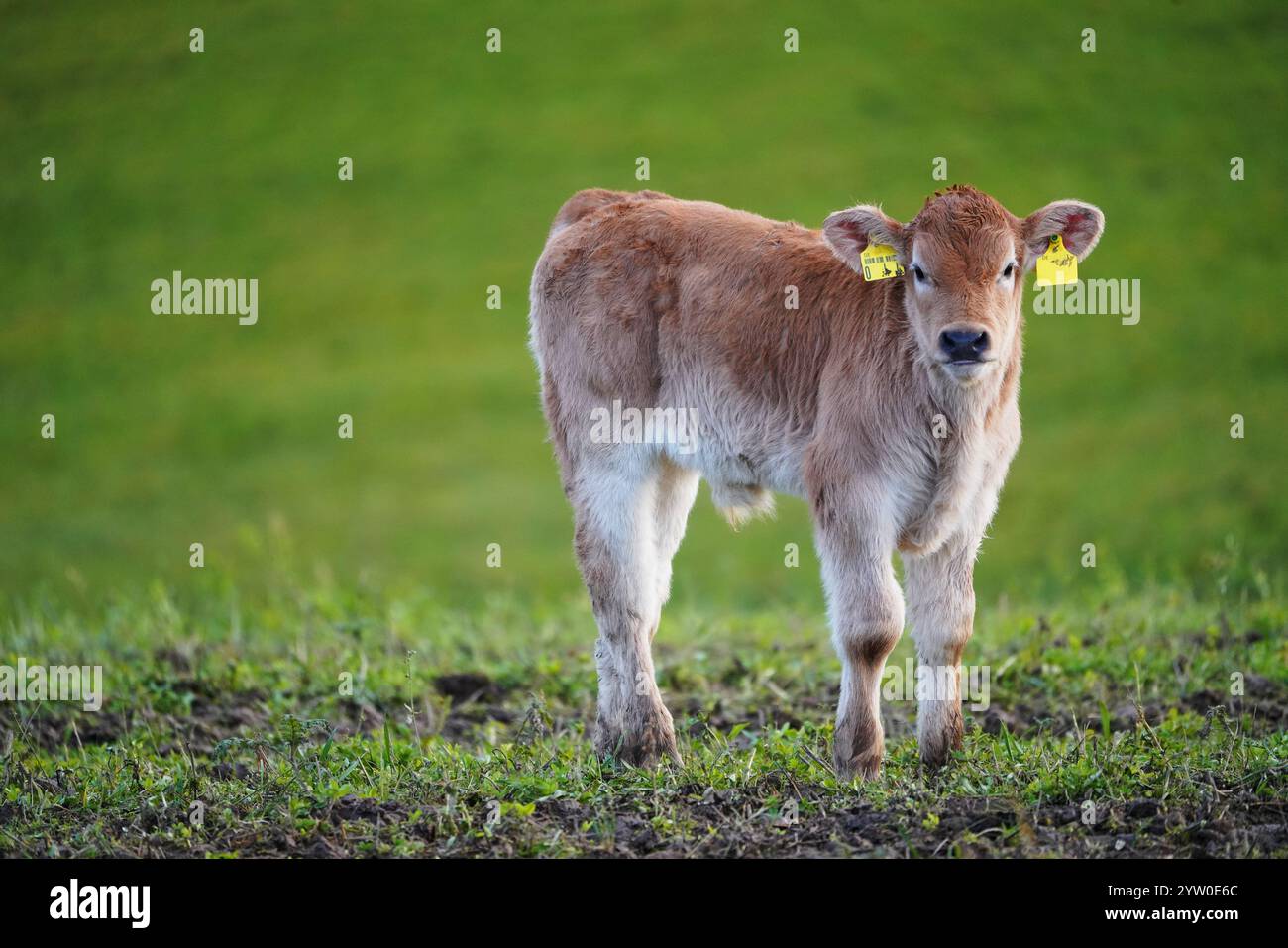 Kalb Auf der Weide Stockfoto