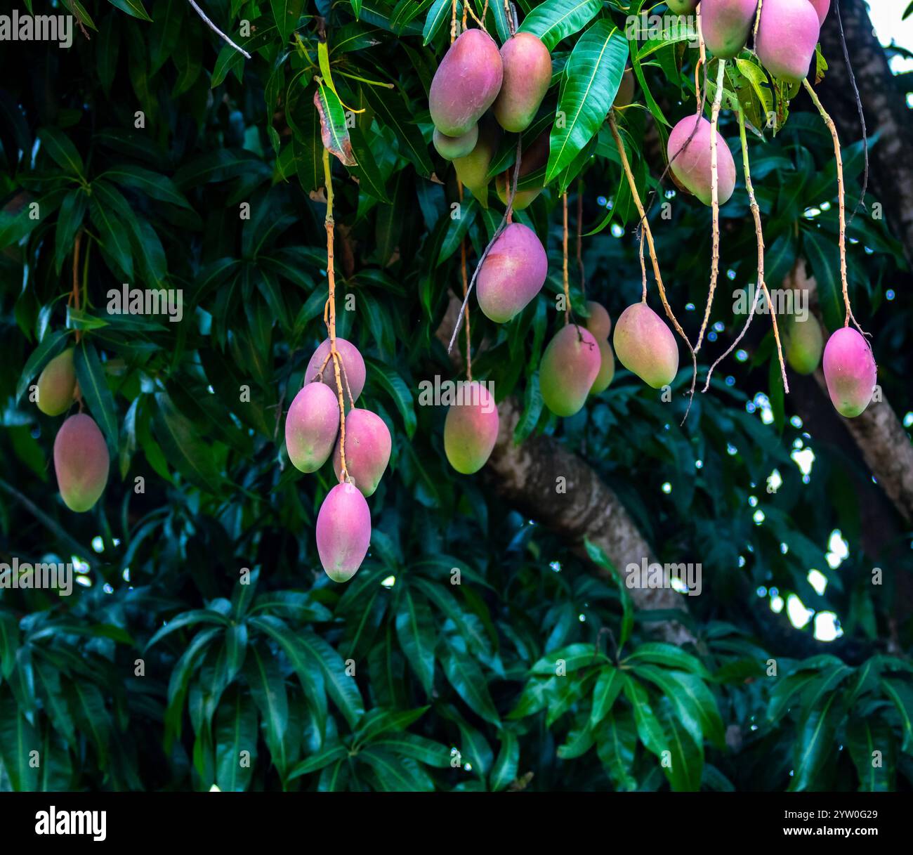 Reife tropische Mangobrüchte auf dem Baum Stockfoto