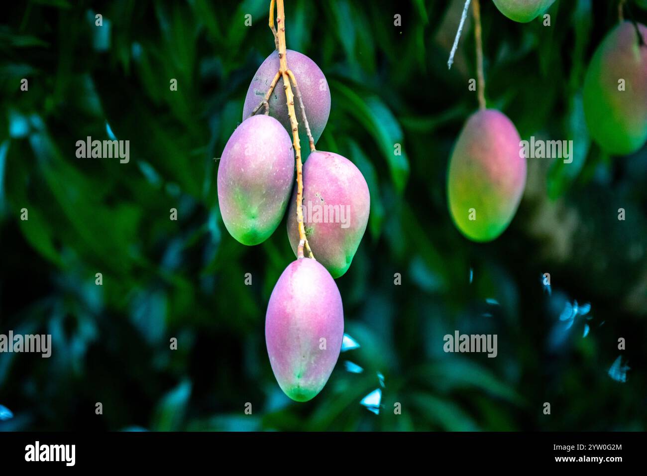 Reife tropische Mangobrüchte auf dem Baum Stockfoto