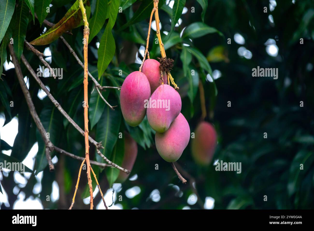 Reife tropische Mangobrüchte auf dem Baum Stockfoto