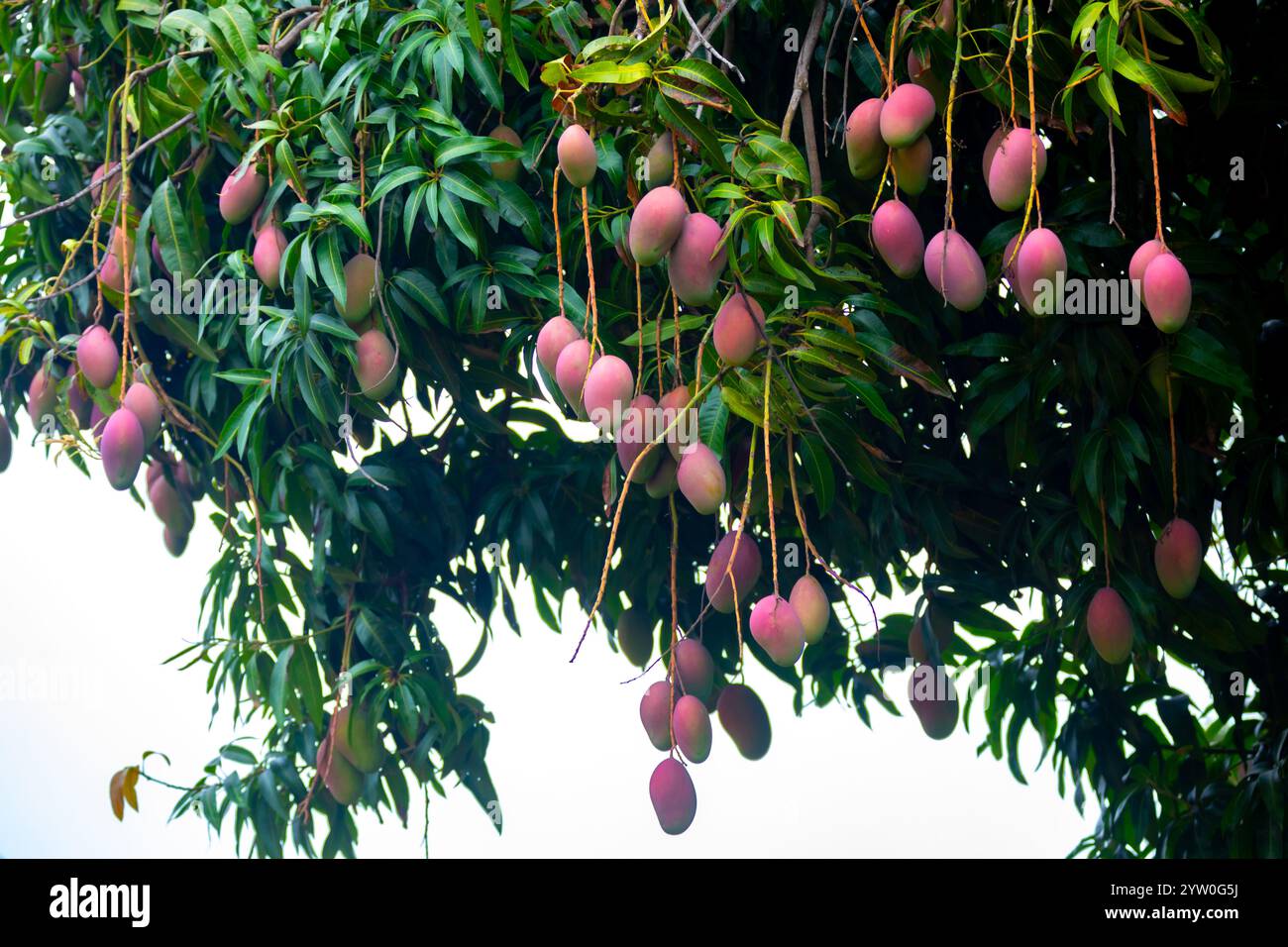 Reife tropische Mangobrüchte auf dem Baum Stockfoto