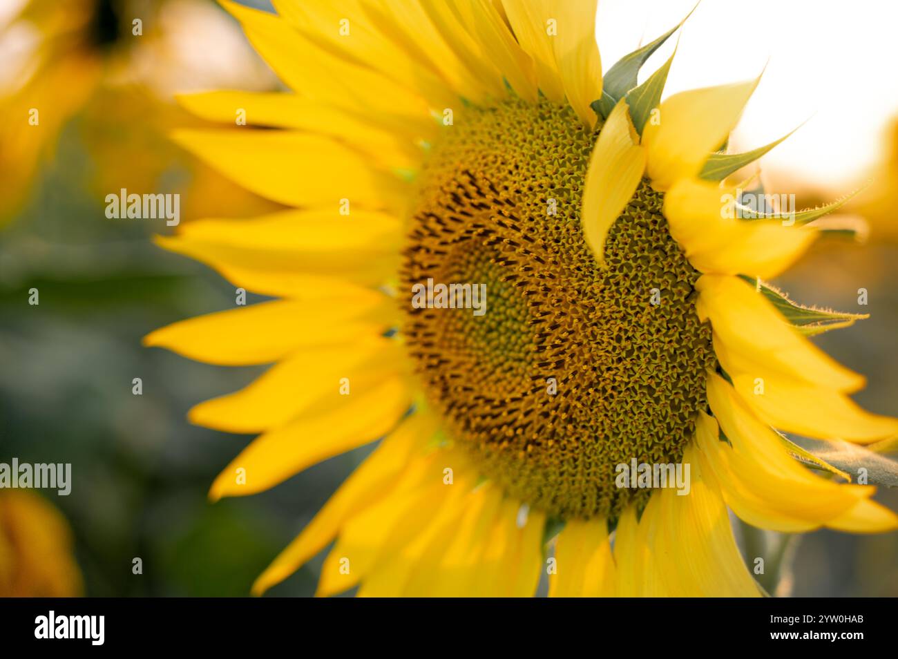 Seitenwinkel Nahaufnahme einer voll blühenden Sonnenblume auf dem Ackerfeld während der Abendzeit. Stockfoto