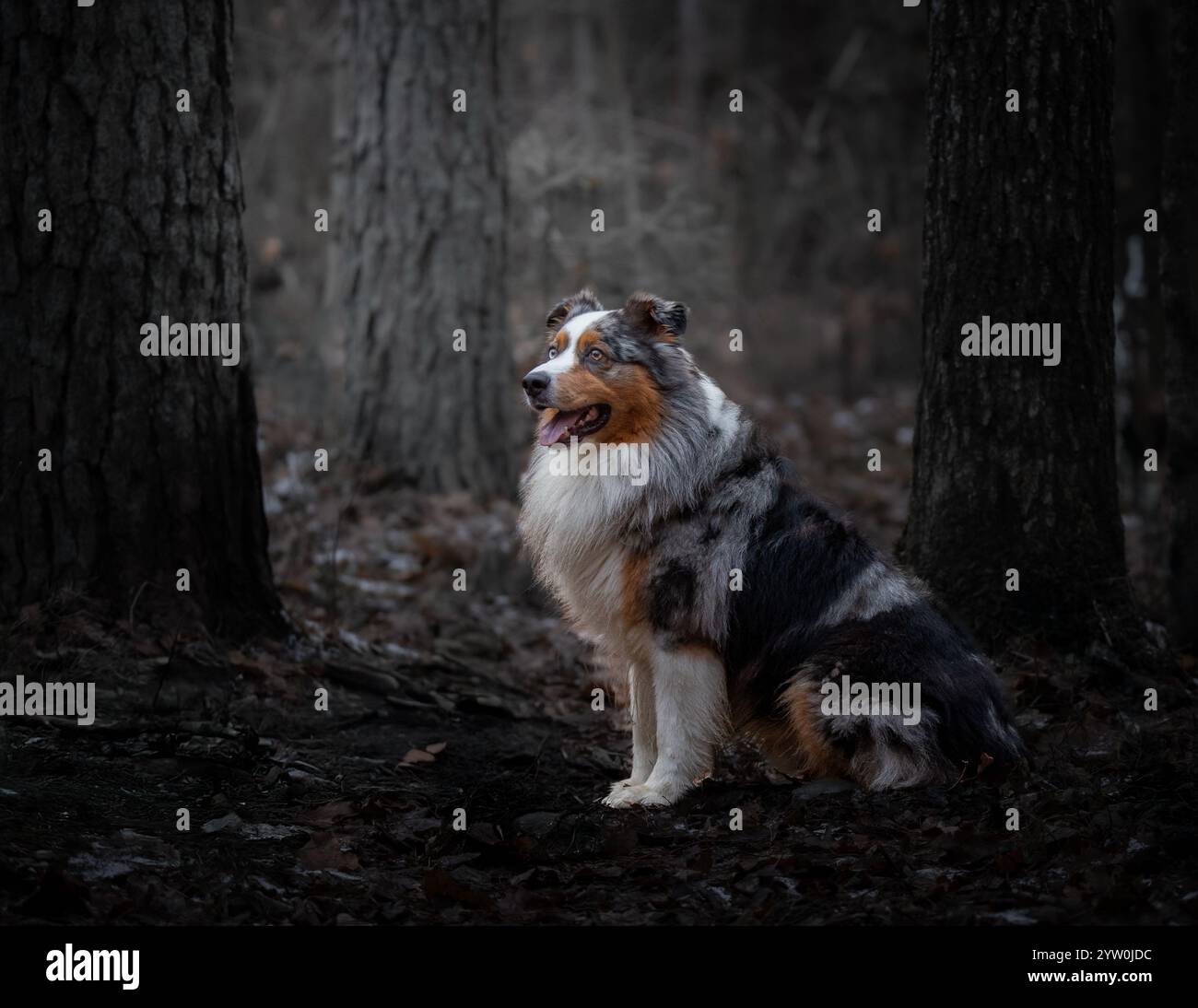Ein majestätischer australischer Schäferhund in einem mystischen, schattigen Wald. Dieses filmische Foto wurde in einer horizontalen Komposition aufgenommen und hebt die s hervor Stockfoto