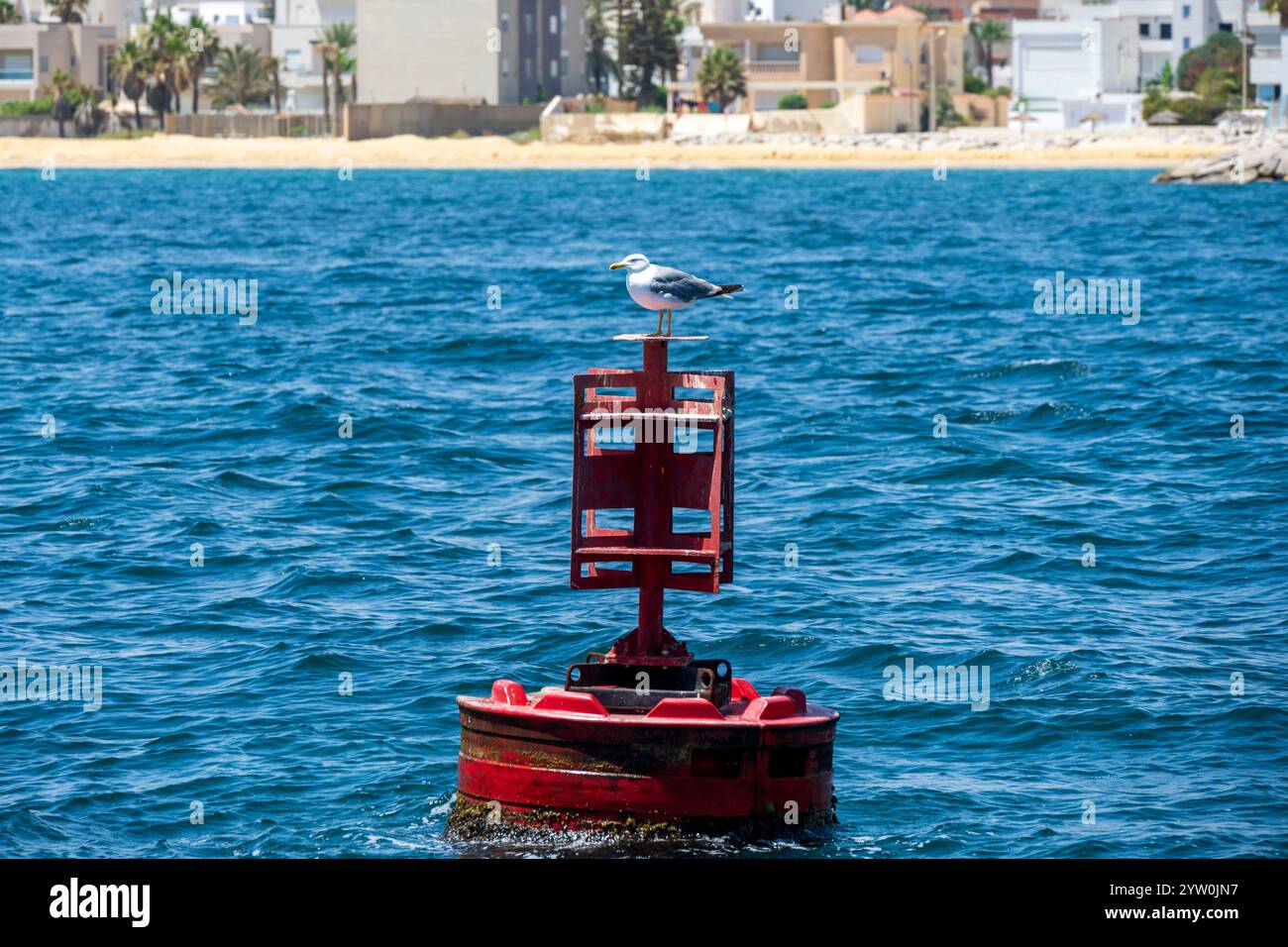 Goéland posé sur une bouée rouge en mer, avec un rivage urbain en arrière-Plan. Prise en Tunisie par une journée ensoleillée Stockfoto