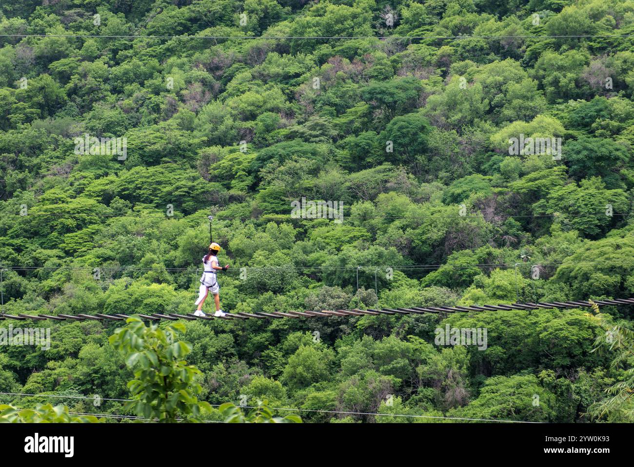 Eine Person balanciert vorsichtig auf einem Seilseil, das über einem lebendigen und dicht bewachsenen Wald hängt. Die Kulisse bietet eine Weite von Grün, illus Stockfoto