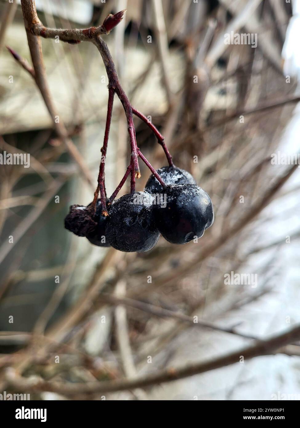 Frostbedeckte Beeren auf Einem Zweig am Wintermorgen im Freien - Smartphone-aufgenommenes Stockfoto