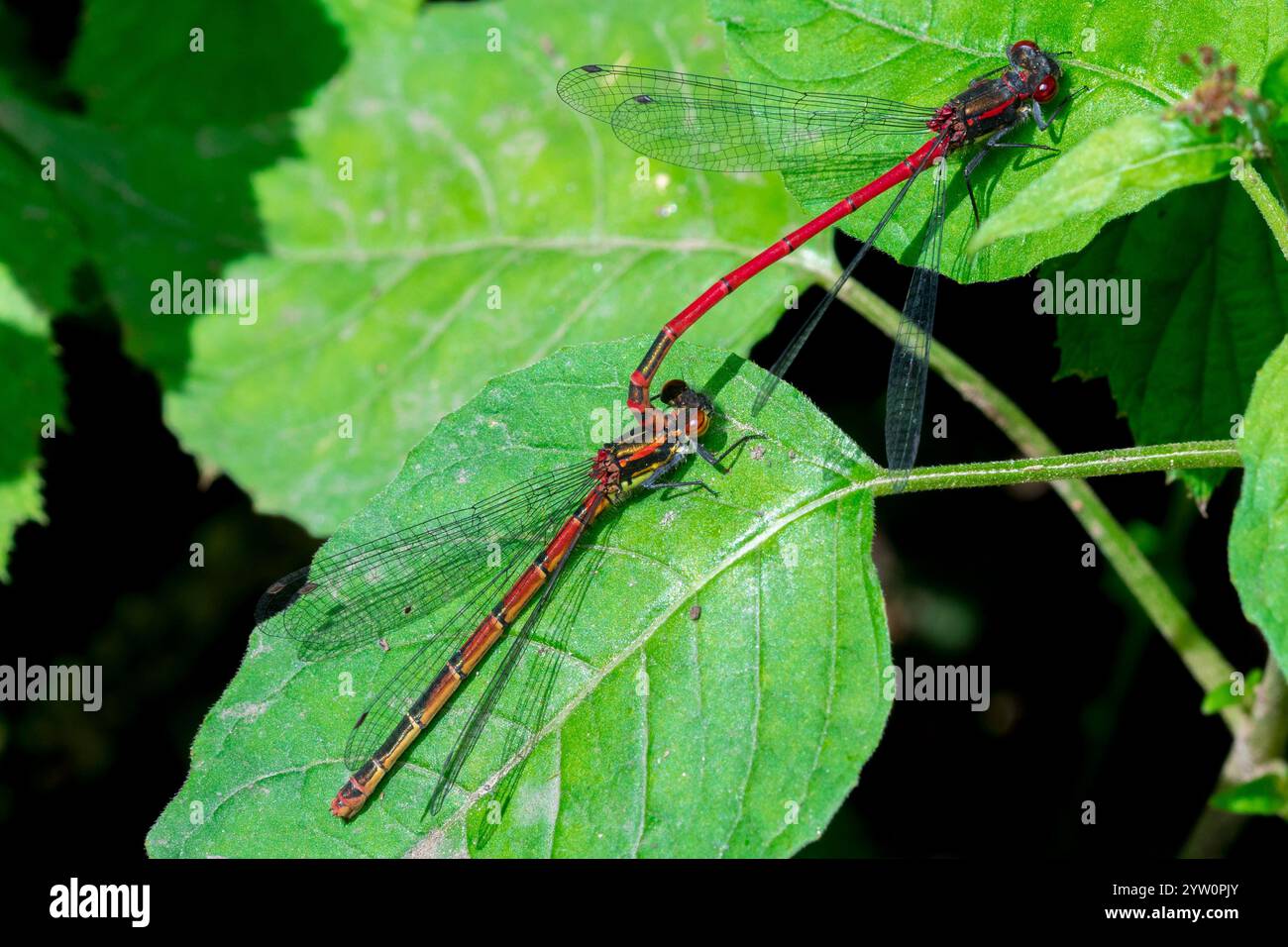 Ein Paarungspaar grosser roter Jungfliegen (Pyrrhosoma nymphula). Thornley Woods, Gateshead, Großbritannien Stockfoto