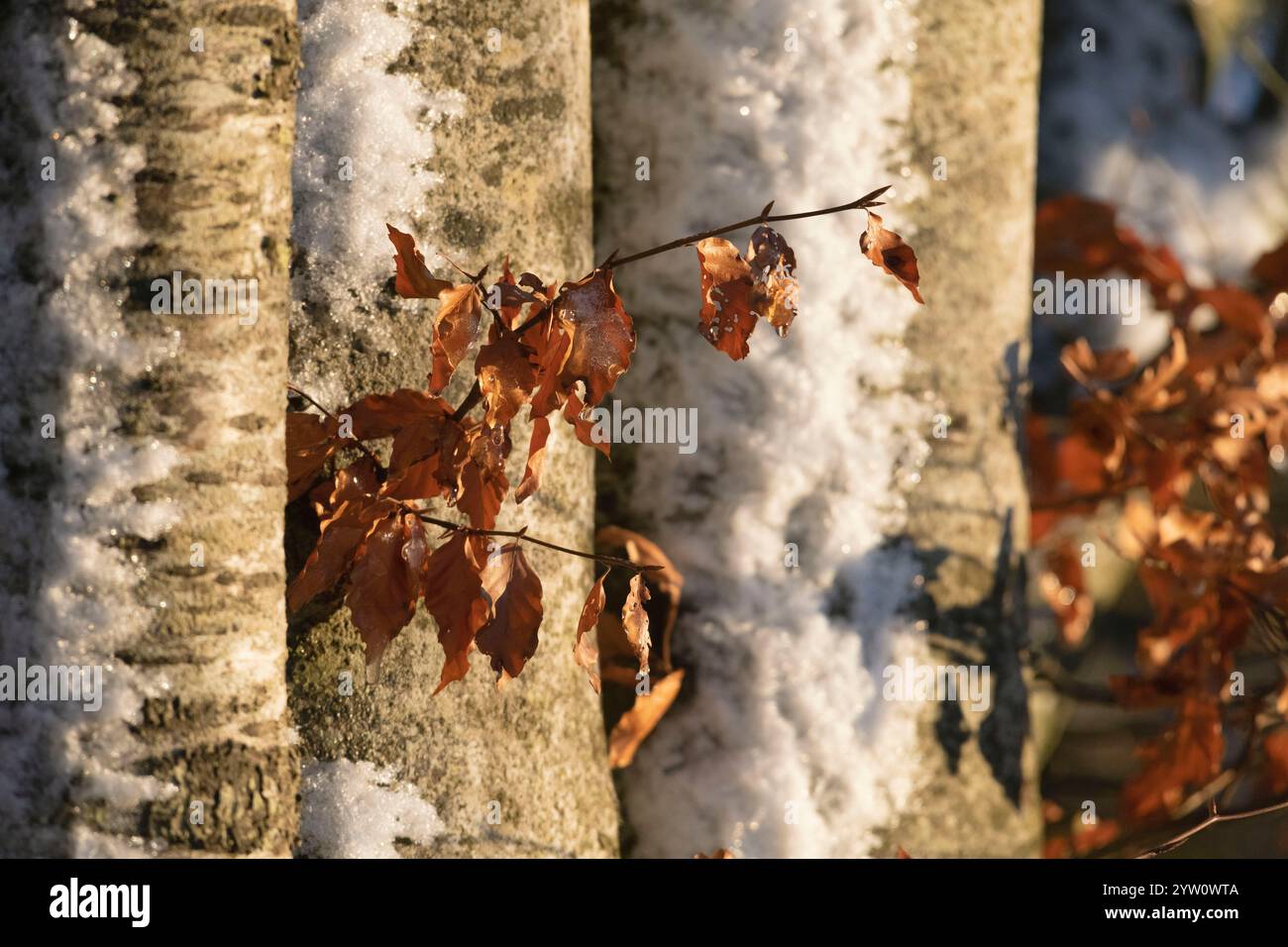 Sonnendurchflutete, getrocknete Blätter auf einer Linie von Buchen (Fagus Sylvatica) mit Schnee, der sich an den Stämmen festhält Stockfoto