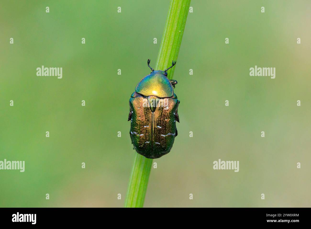 Nahaufnahme einer Cetonia aurata, grüner Rosenscheuerkäfer, der auf einer Wiese auf einen Grasstamm klettert Stockfoto
