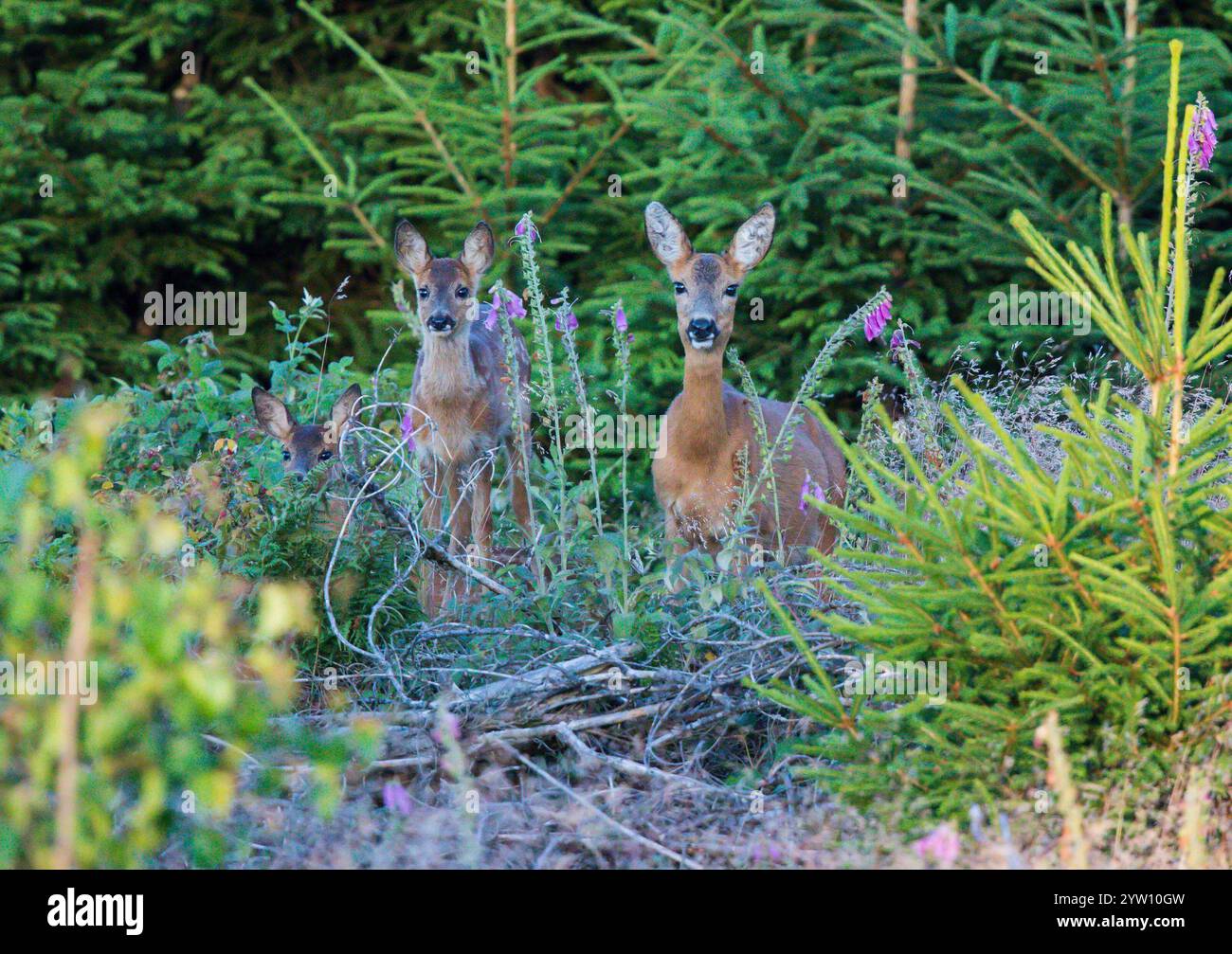 Reh (Capreolus capreolus) Mutter mit Rehkitz, die im Wald zwischen bunten Blumen des Purpurfuchshandschuhs (Digitalis purpurea) steht, Hessen, Deutschland Stockfoto