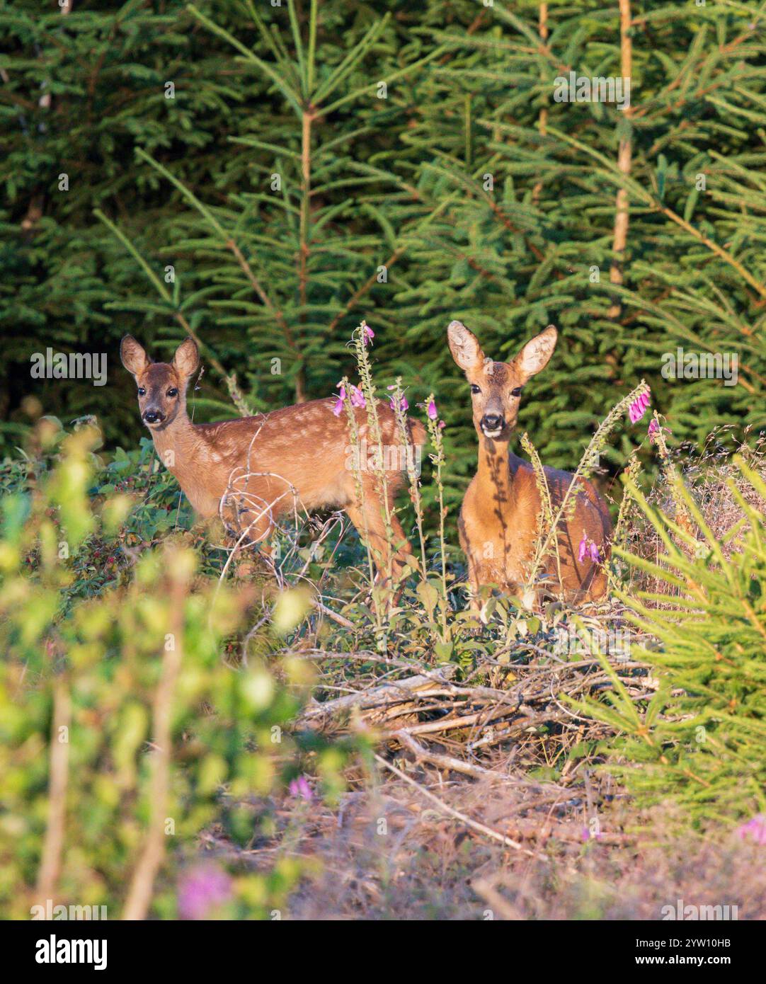 Reh (Capreolus capreolus) Mutter mit Rehkitz, die im Wald zwischen bunten Blumen des Purpurfuchshandschuhs (Digitalis purpurea) steht, Hessen, Deutschland Stockfoto