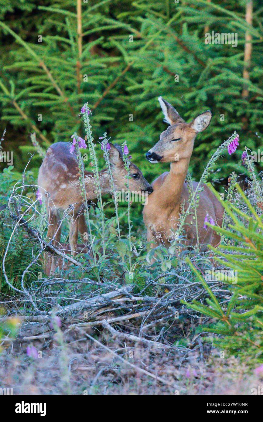 Reh (Capreolus capreolus) Mutter mit Rehkitz, die im Wald zwischen bunten Blumen des Purpurfuchshandschuhs (Digitalis purpurea) steht, Hessen, Deutschland Stockfoto