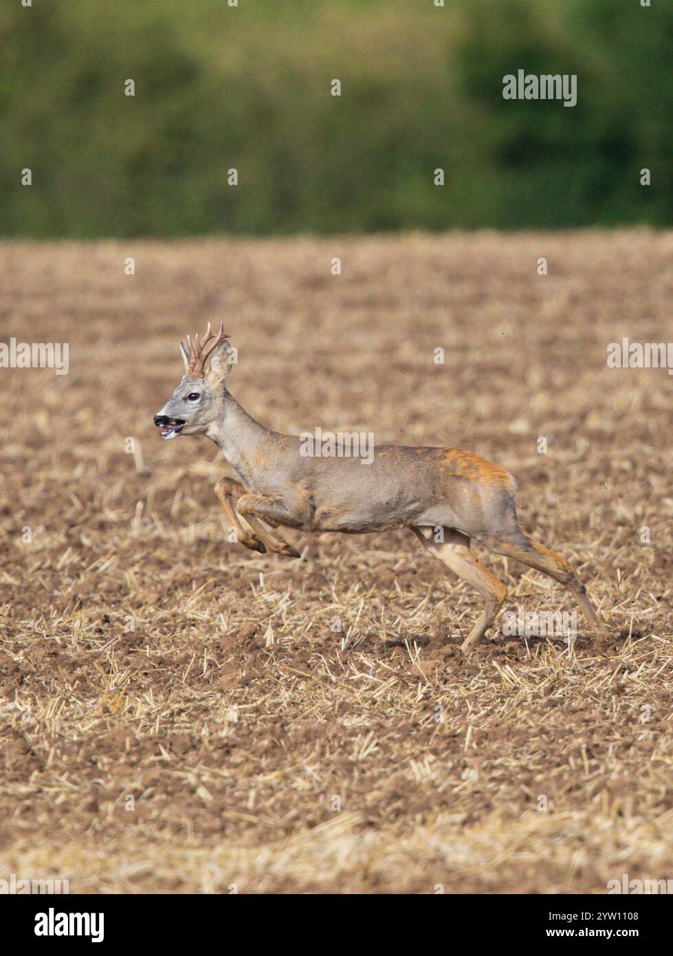 Rehbock (Capreolus capreolus) Laufen und Springen in Ackerland, Hessen, Deutschland Stockfoto