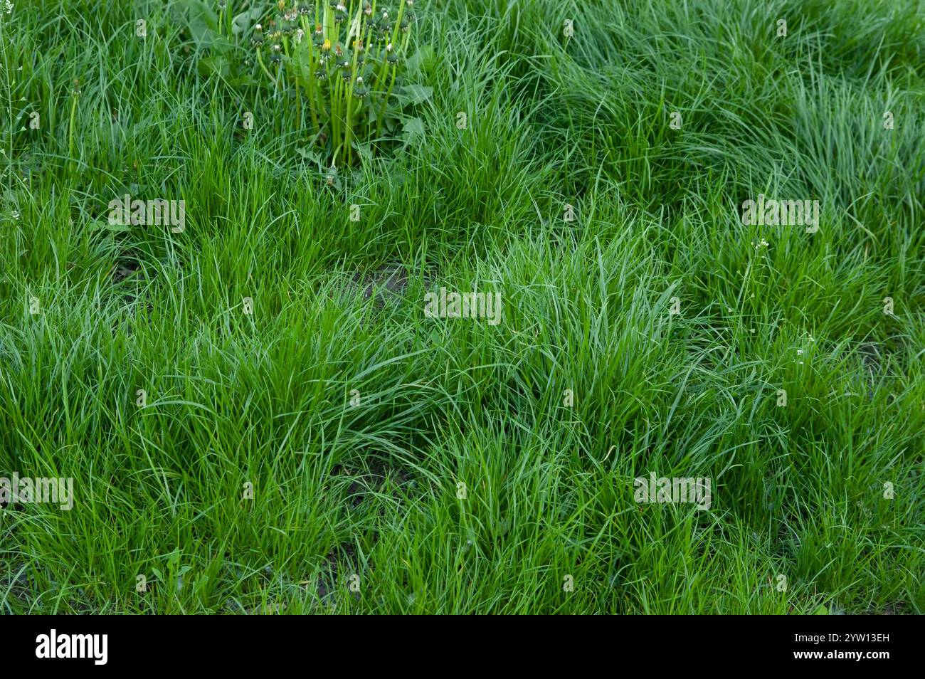Sommer Hintergrund: Üppiges grünes Gras Stockfoto