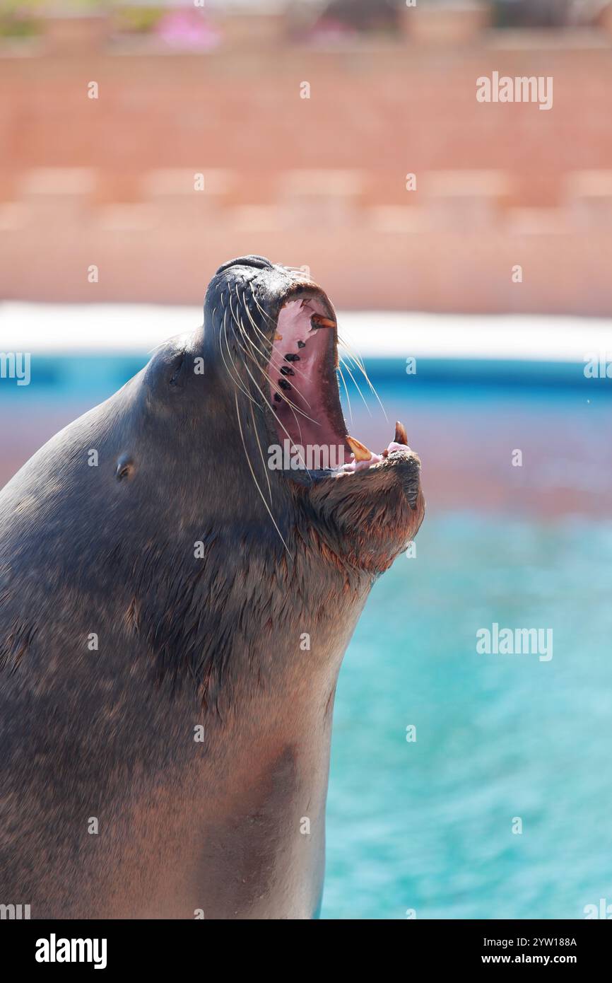 Sing Sea Lion im Spotlight. Delphinrium. Tiershow im Delphinarium. Stockfoto