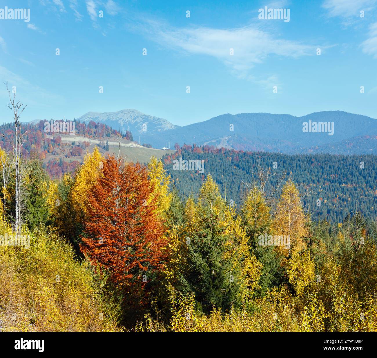 Morgen herbst Hänge (mit bunten Bäumen) der Karpaten (Yablunytskyj, Oblast Ternopil, Ukraine). Blick auf Gorgany Mountain Range. Stockfoto