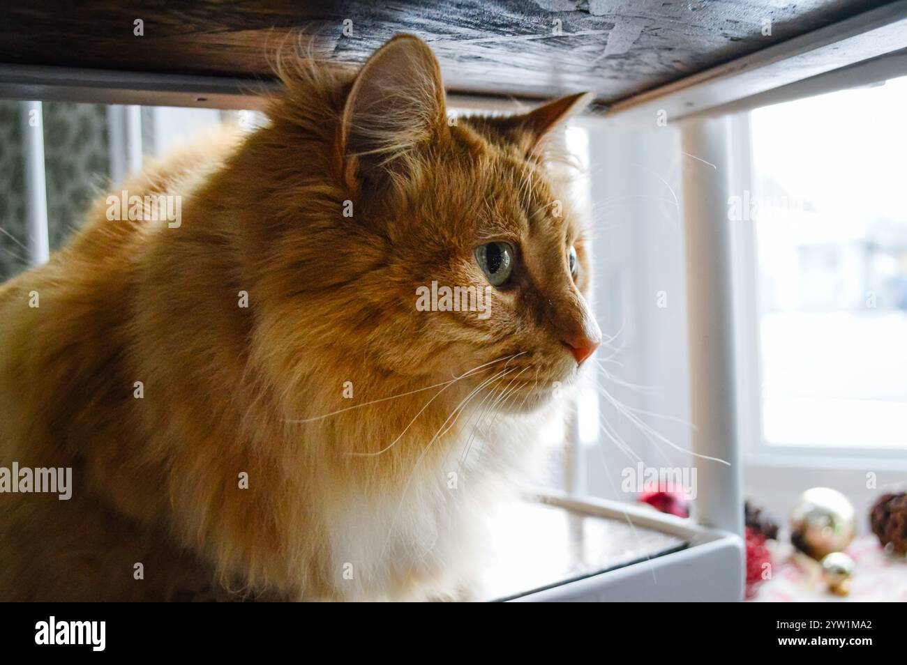 Eine orangefarbene, langhaarige Tabbykatze, die auf einer Treppe sitzt und aus dem Fenster blickt Stockfoto