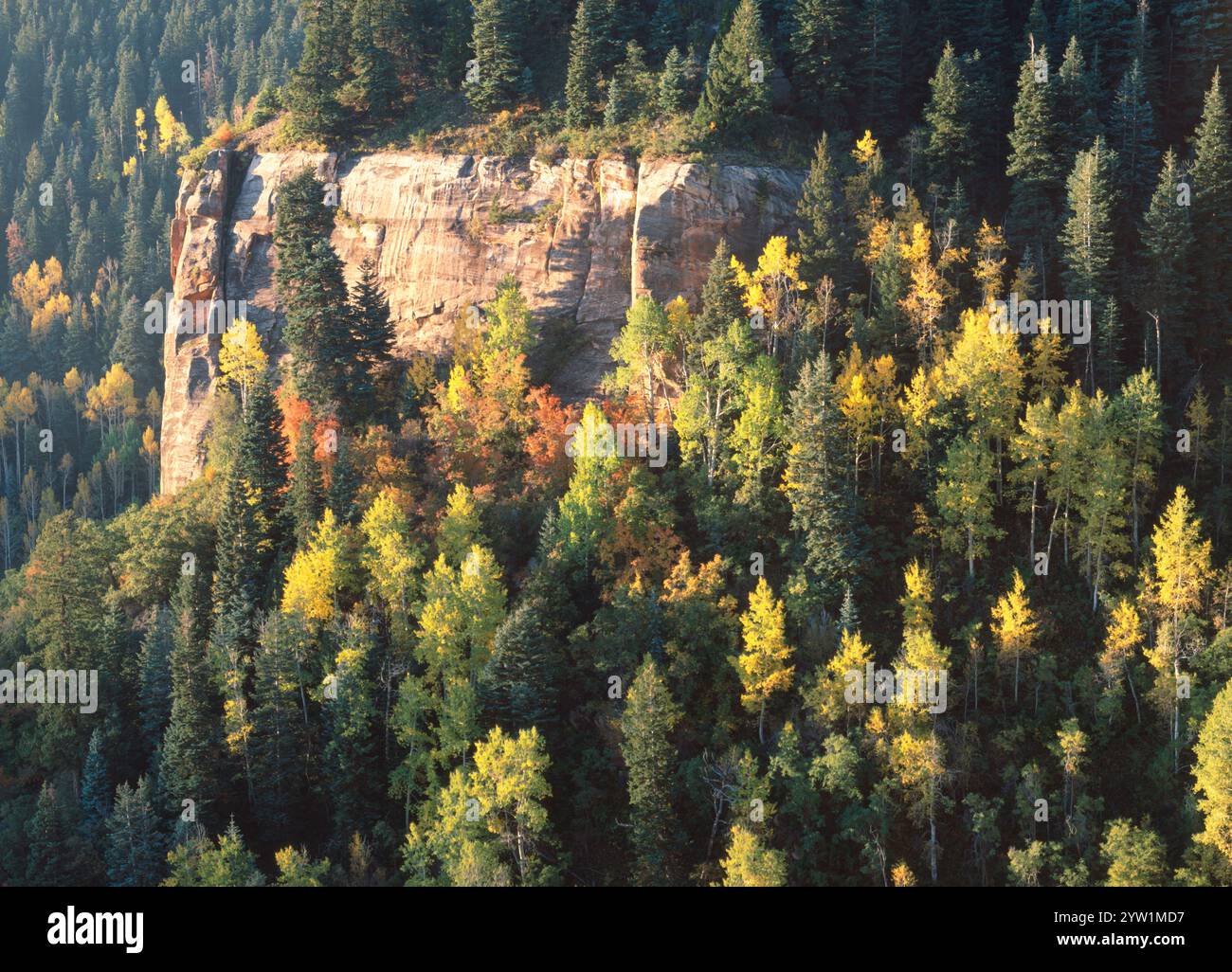 Eine felsige Sandsteinpflaster, umgeben von Aspen, die ihre Farben wechseln, in der Saddle Mountain Wilderness Area, Arizona, Stockfoto