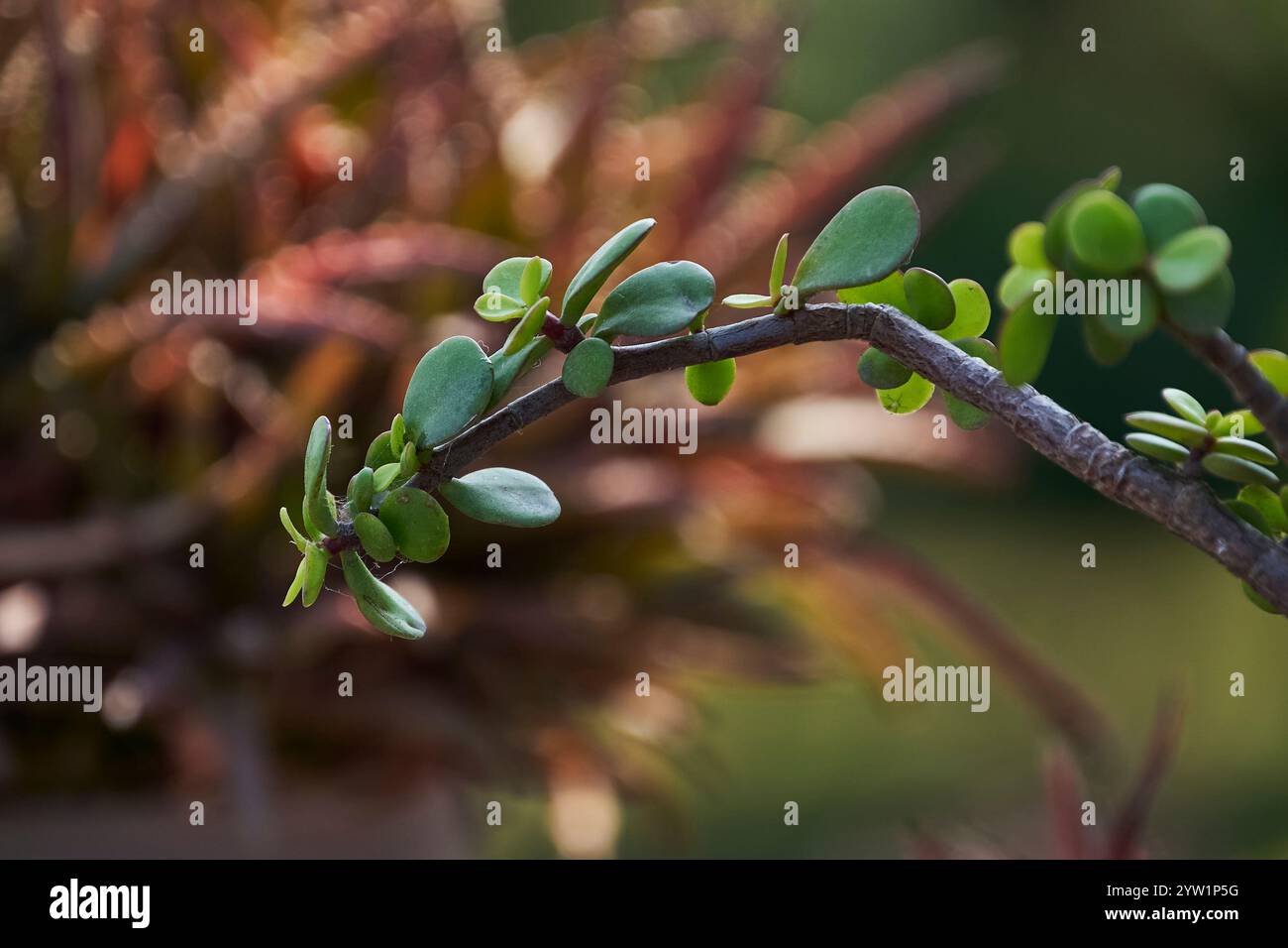 Jadepflanzen, die sich unter natürlichen Bedingungen an die Umwelt anpassen. Stockfoto