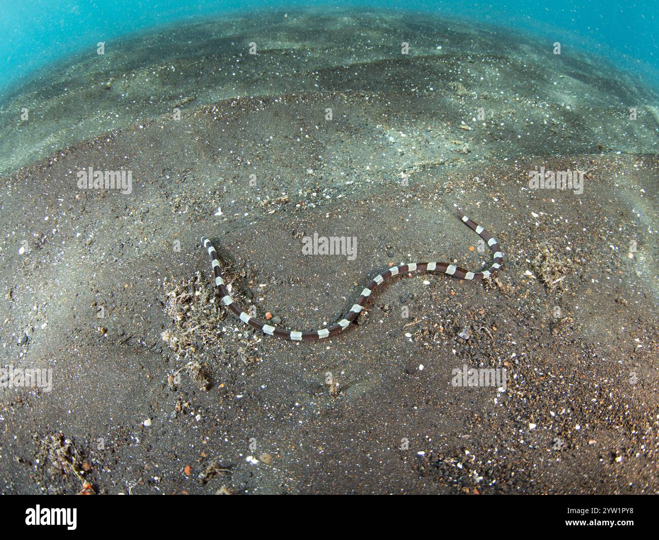 Ein Banded-Schlangenaal, Myrichthys colubrinus, schwimmt über den vulkanischen Sandboden der Lembeh-Straße in Indonesien. Die Aale ahmen giftige Seeschlangen nach. Stockfoto