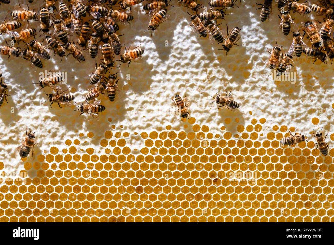 Honigbienen auf einem Rahmen aus teilweise gedecktem Honig Stockfoto