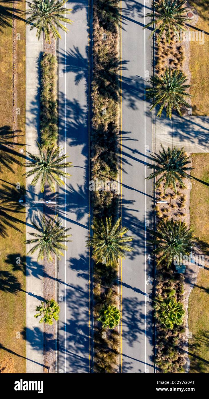 Vertikale Drohnenfotos, Luftbild einer Straße, die von hohen Palmen gesäumt ist, auf beiden Seiten der Straße und im mittleren Mittelbereich Stockfoto