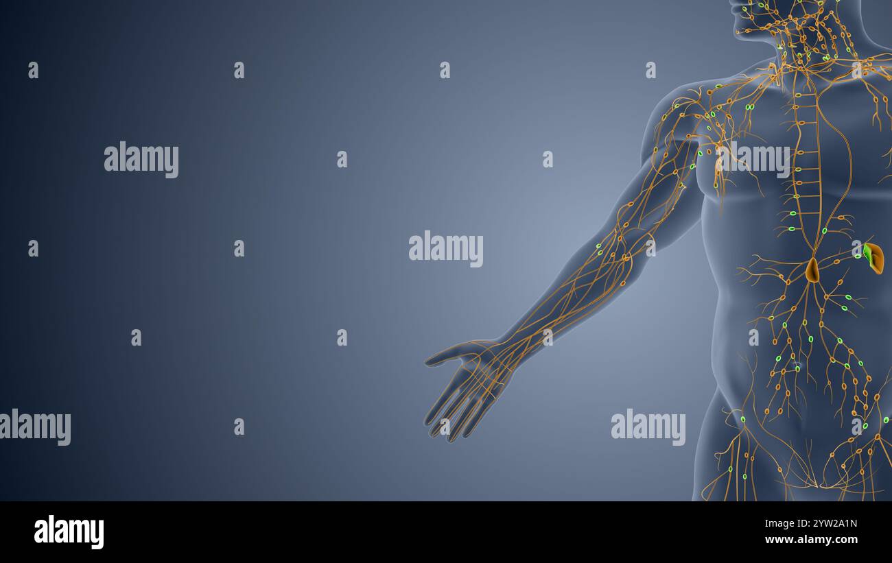 Immunknoten und Gefässe im Lymphsystem Stockfoto