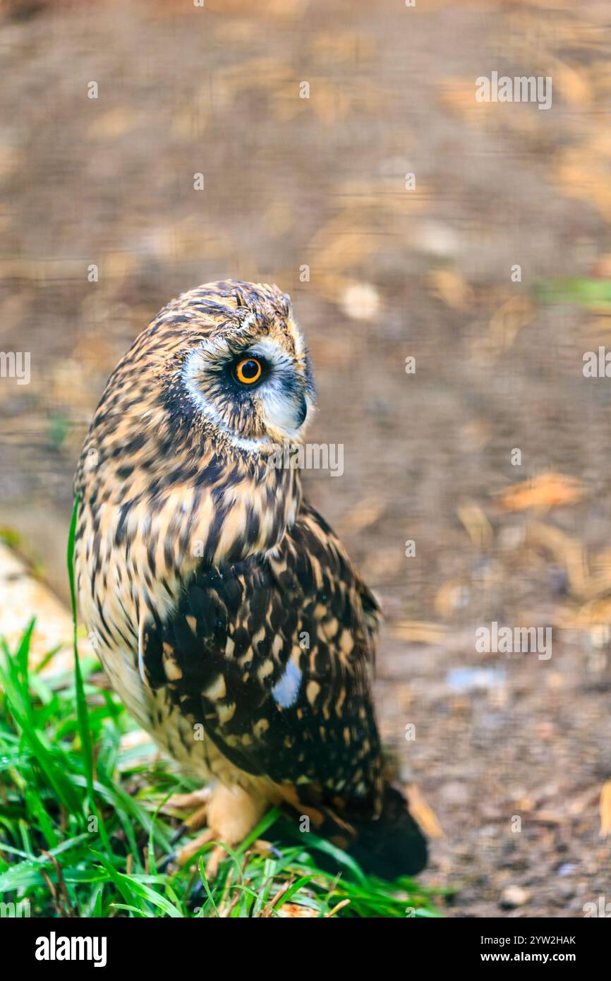 Eine braune Eule steht auf dem Gras. Die Eule hat ein gelbes Auge und schaut in die Kamera Stockfoto