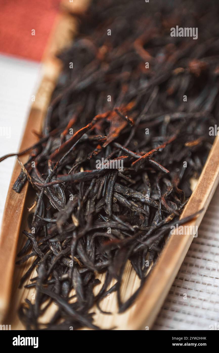 Frisch geerntete schwarze Teeblätter sind die perfekte Wahl für ein aromatisches und aromatisches Teeerlebnis Stockfoto