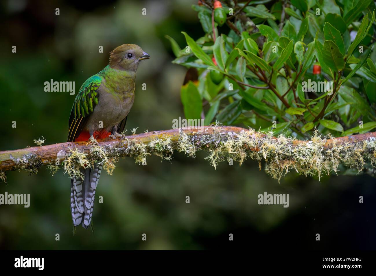 Prachtvolles Quetzal (Pharomachrus mocinno) Weibchen auf einem mit Moosen bedeckten Zweig, Costa Rica. Stockfoto