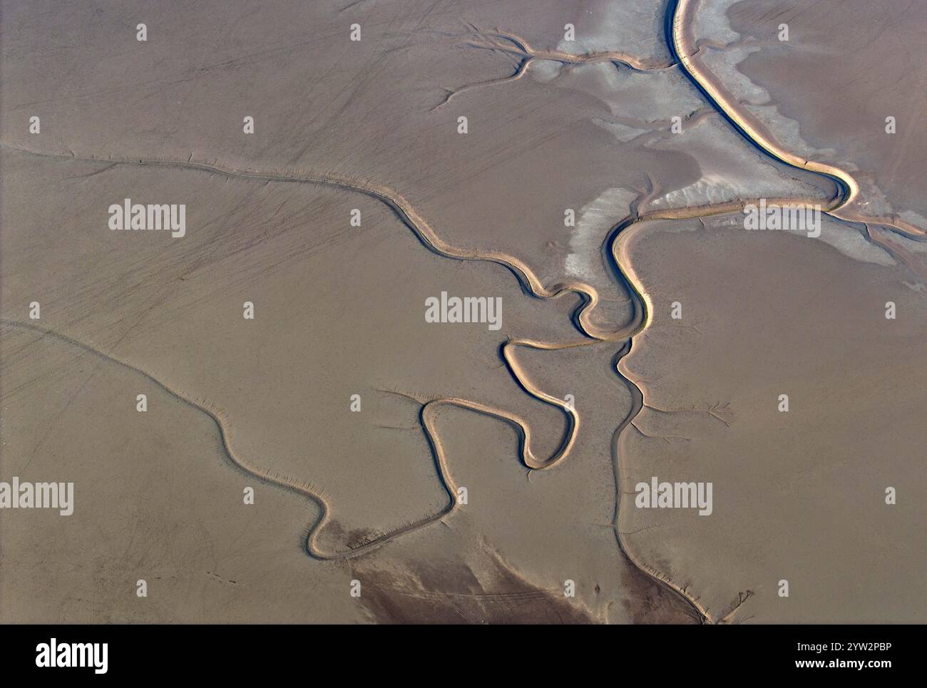 YANCHENG, CHINA - 8. DEZEMBER 2024 - Ein Gezeitenbaum in Form eines Drachenschwanzes wird im Feuchtgebiet des Gelben Meeres in Yancheng, dem ostchinesischen Jiang, gesehen Stockfoto